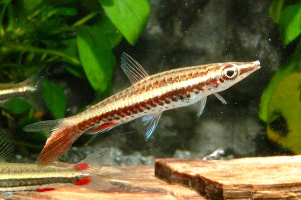 NANNOBRYCON EQUES